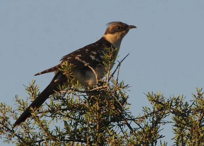Casa La Mercedes 3* Бальобар